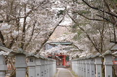 但馬國出石藩春②　出石神社