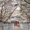 但馬國出石藩春②　出石神社