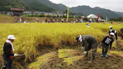 養父藩　小佐の郷　赤米稲刈りⅡ