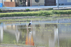 但馬國　伊佐の郷　コウノトリのいる風景