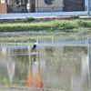 但馬國　伊佐の郷　コウノトリのいる風景