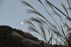 但馬國　出石藩　秋　すすき