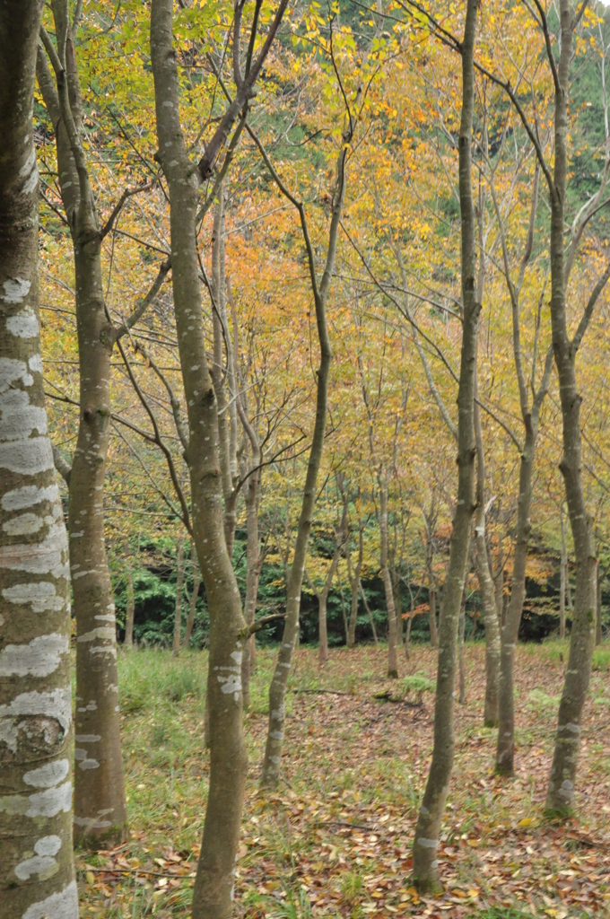 但馬國　出石藩　秋　奥山へ②