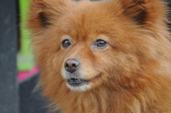 我が家の愛犬　まるちゃん②