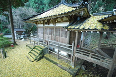 但馬國　日光院　イチョウのじゅうたん
