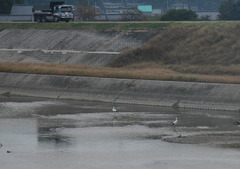 但馬國　こうのとり