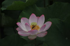 但馬國　出石藩　奥小野　蓮の薗