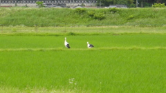 但馬國　出石藩　コウノトリのいる風景