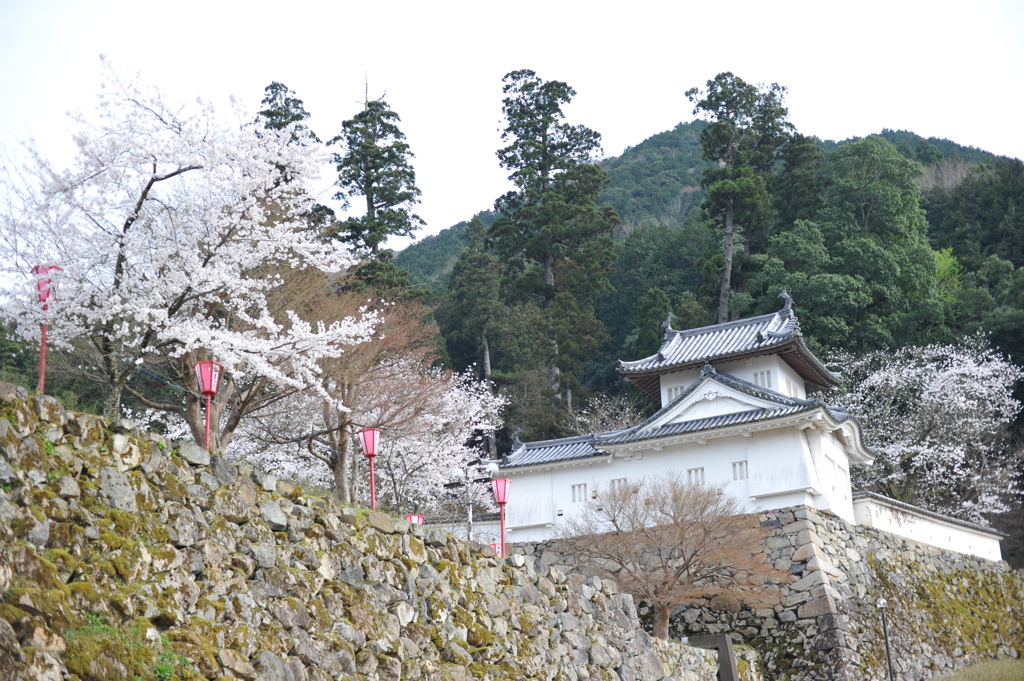 但馬國　出石藩　出石城と桜