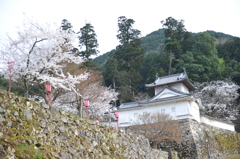 但馬國　出石藩　出石城と桜