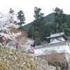 但馬國　出石藩　出石城と桜