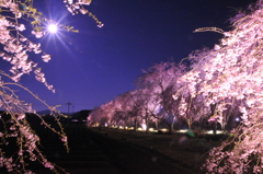 京都　夜久野高原　夜桜