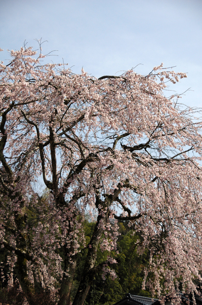 但馬國　八鹿　しだれ桜②