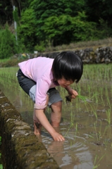 但馬國　初めての田植え①　