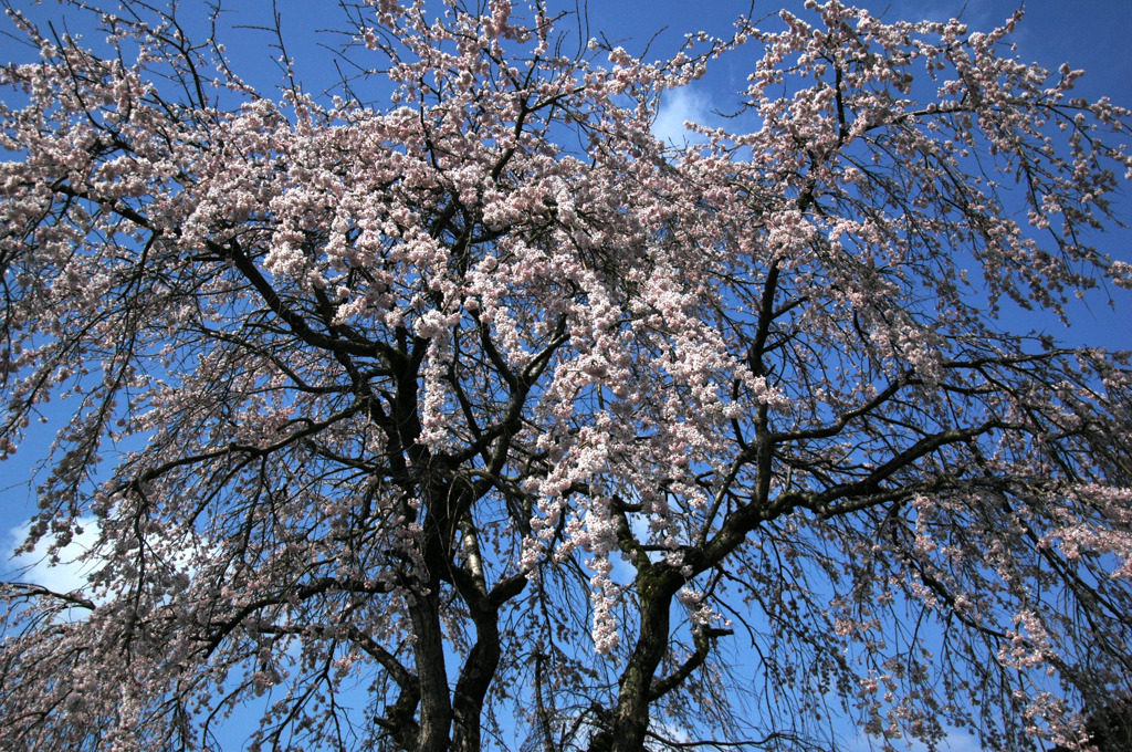 但馬國　八鹿　しだれ桜③