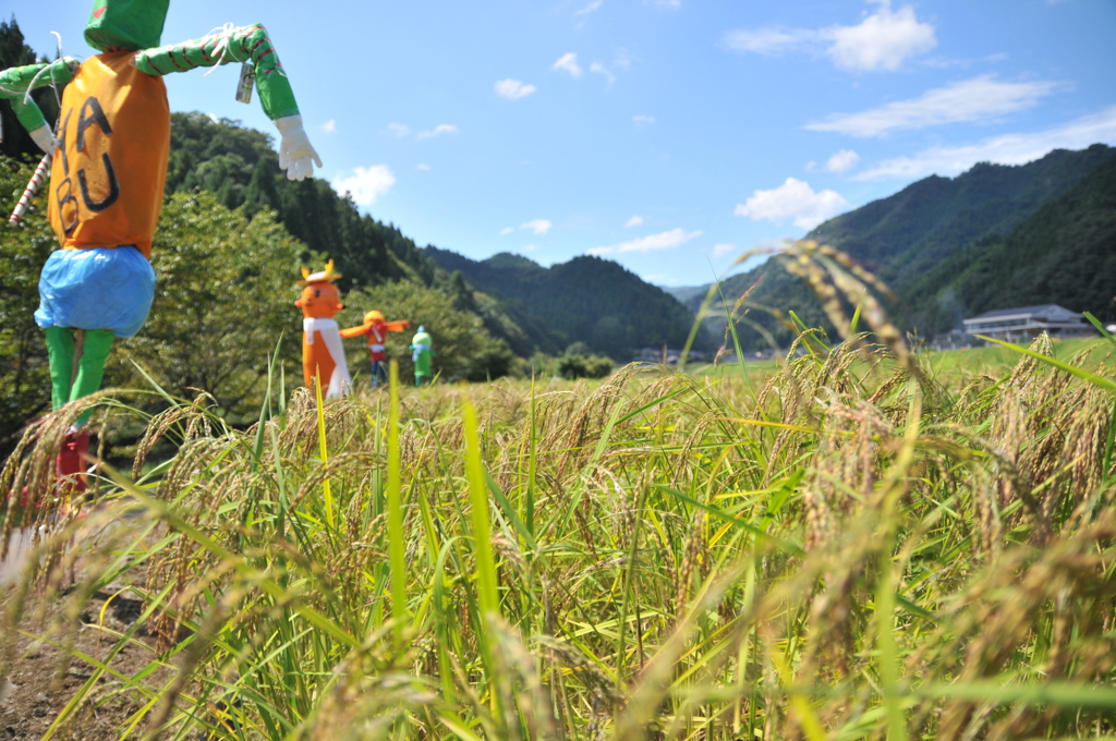 但馬國　小佐の郷　実りのの秋　古代米「赤米」