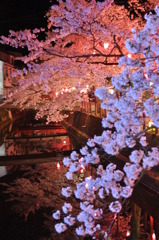 但馬國　城崎温泉　夜桜⑤