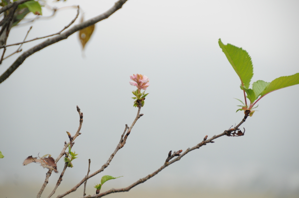 但馬國　秋さくら