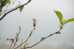 但馬國　秋さくら