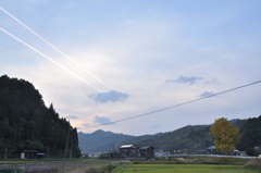 但馬國　出石藩　荒木　イチョウ