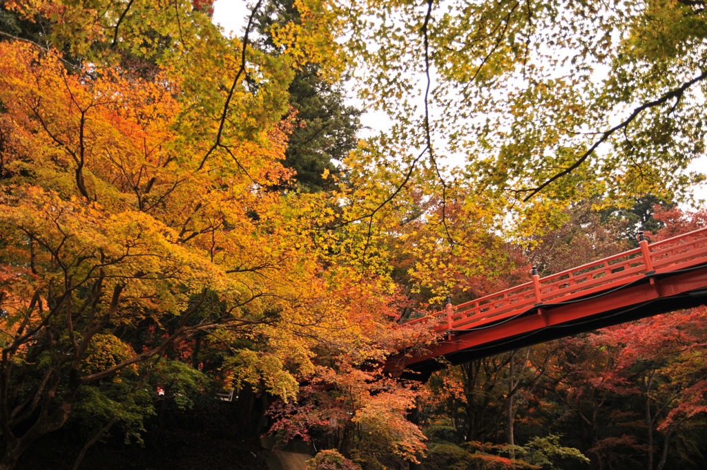 但馬國　養父神社　紅葉