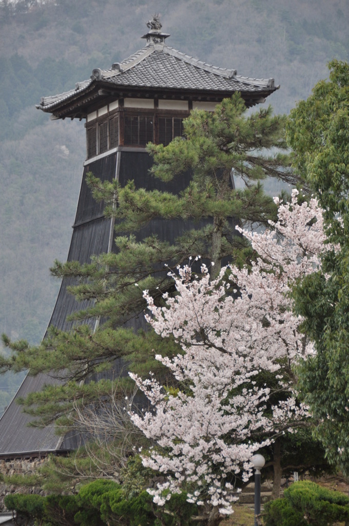 但馬國　出石藩　辰鼓楼と桜