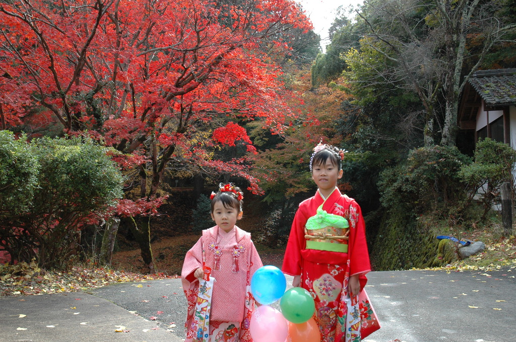 但馬國　養父神社　七五三