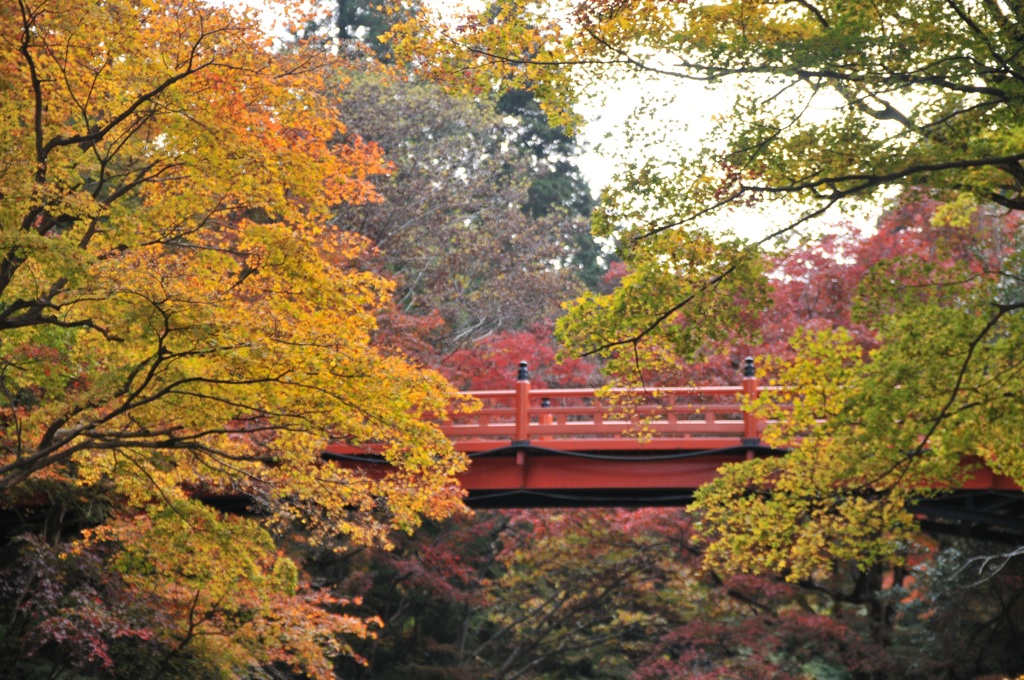 但馬國　養父神社　紅葉まつり　①