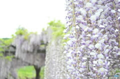 但馬國　和田山藩白井　藤公園　①