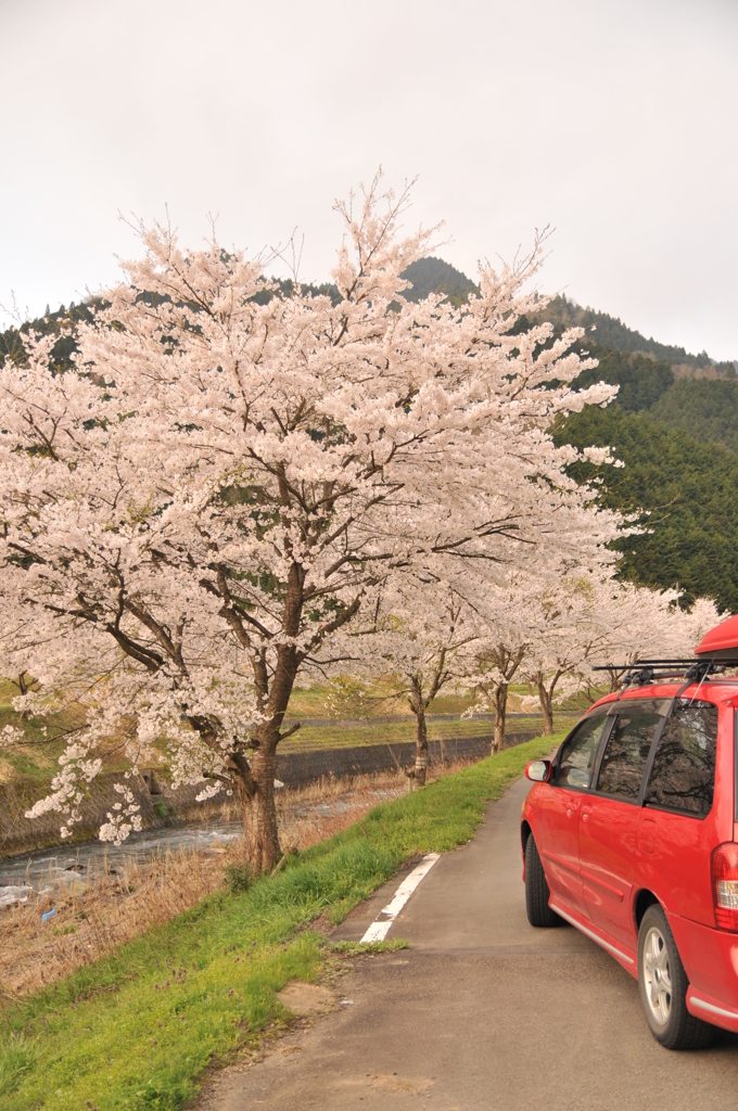 但馬國 小佐の郷 桜並木