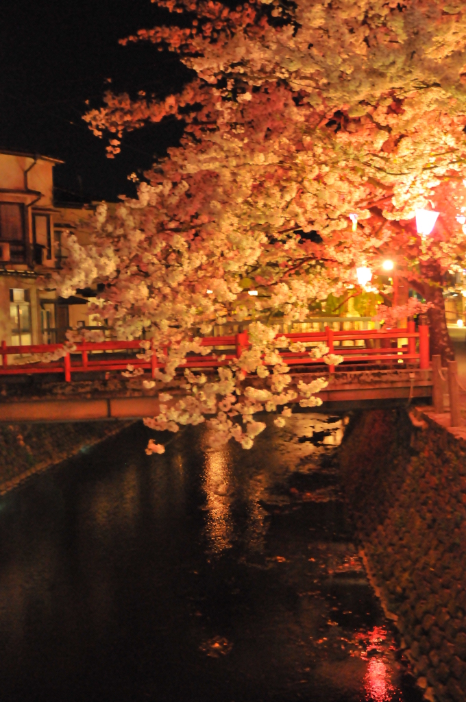 但馬國 城崎温泉 夜桜