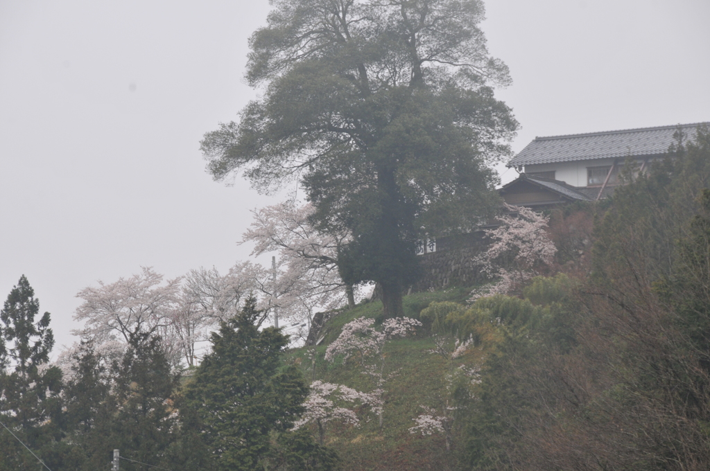 但馬國　小佐の郷　洞仙寺　　寒い朝
