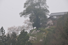 但馬國　小佐の郷　洞仙寺　　寒い朝