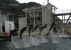 但馬國　但馬海岸　イルカの六連ジャンプ