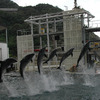 但馬國　但馬海岸　イルカの六連ジャンプ