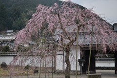 但馬國　出石藩　家老屋敷