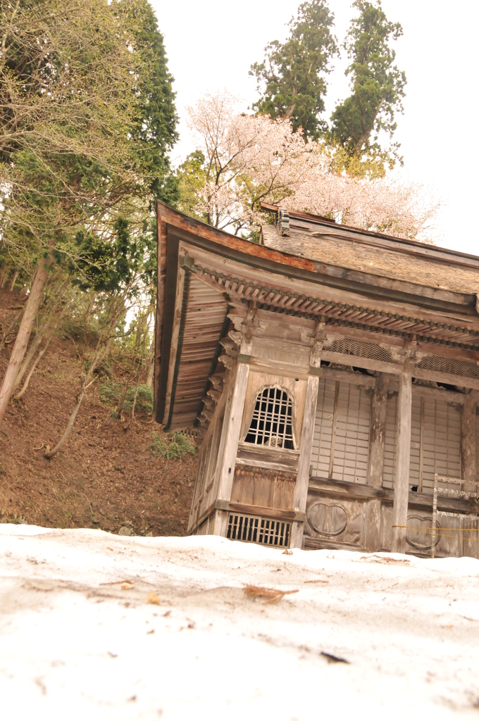 但馬國 八鹿小佐の郷 名草神社 桜