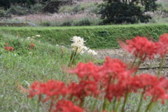 但馬國　日高の郷　彼岸花①