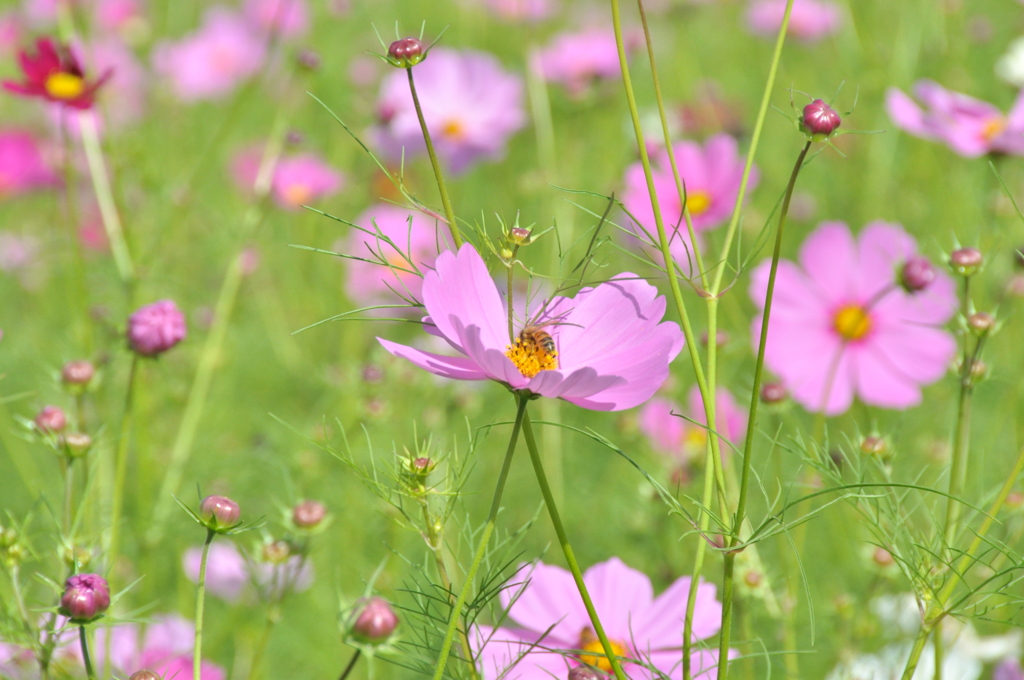但馬國　出石藩　コスモス畑①