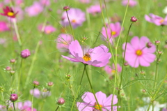 但馬國　出石藩　コスモス畑①