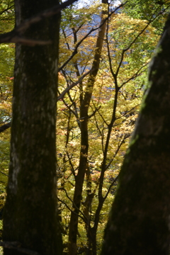 但馬國　小佐の郷　妙見山　黄金の輝き②