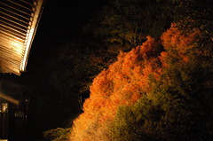 但馬國　安国寺　どうだんつつじ　Ⅱ