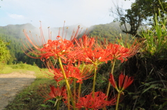但馬國　朝日の彼岸花②