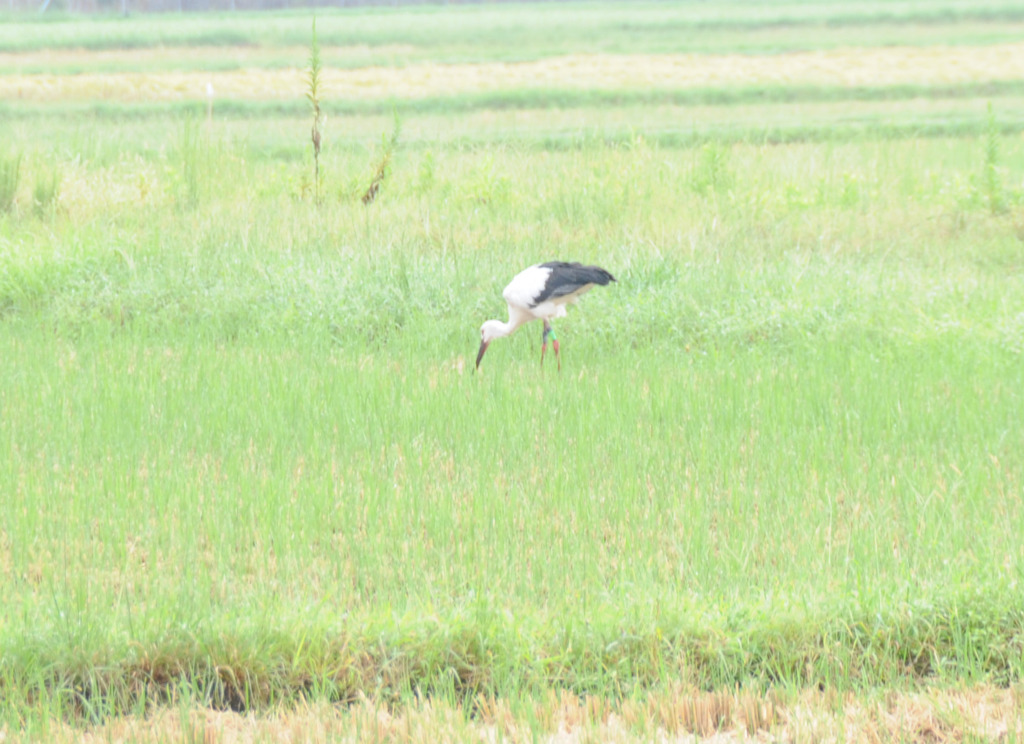 但馬國　出石藩　コウノトリ②