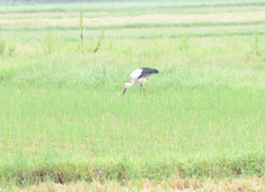 但馬國　出石藩　コウノトリ②