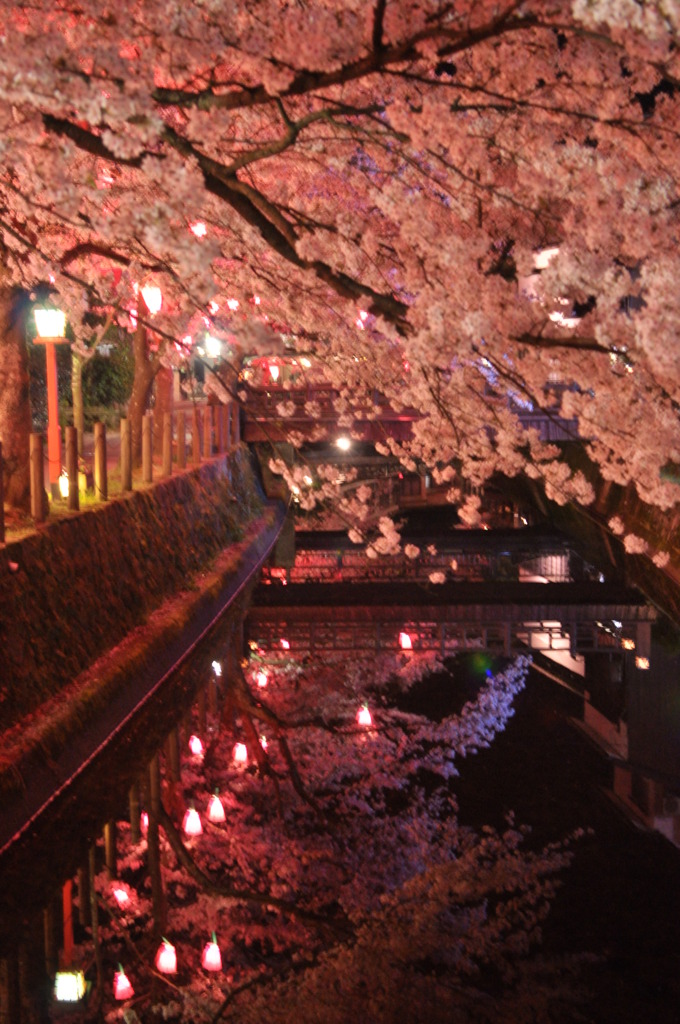 但馬國　城崎温泉　夜桜④
