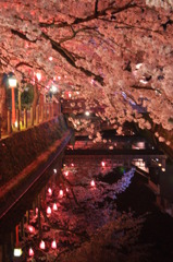 但馬國　城崎温泉　夜桜④