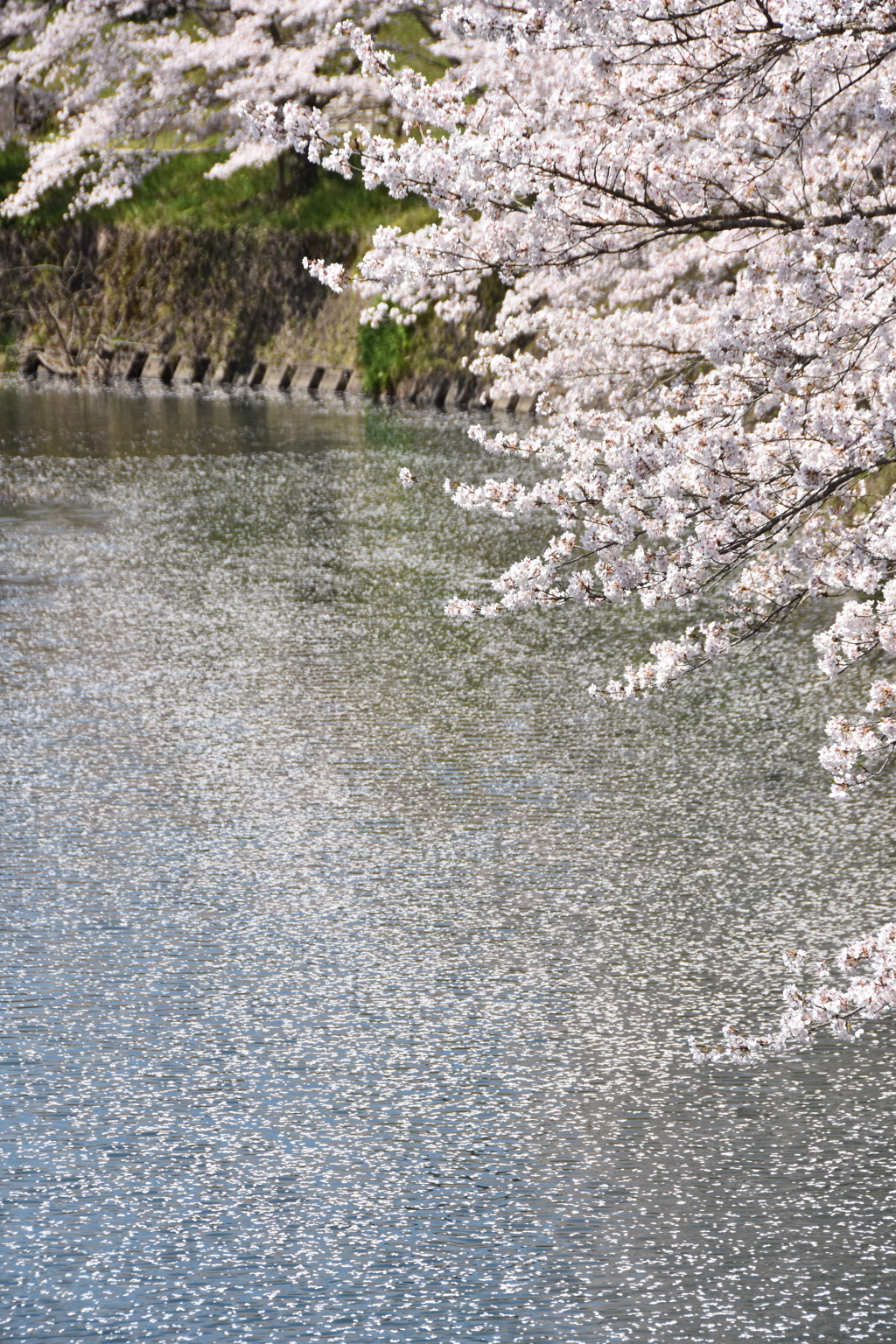 但馬國　小佐川　桜