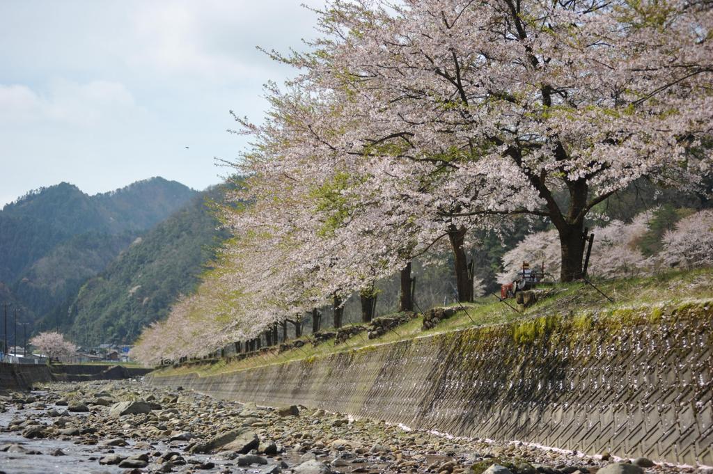 但馬國 出石藩 奥山川 春の響き