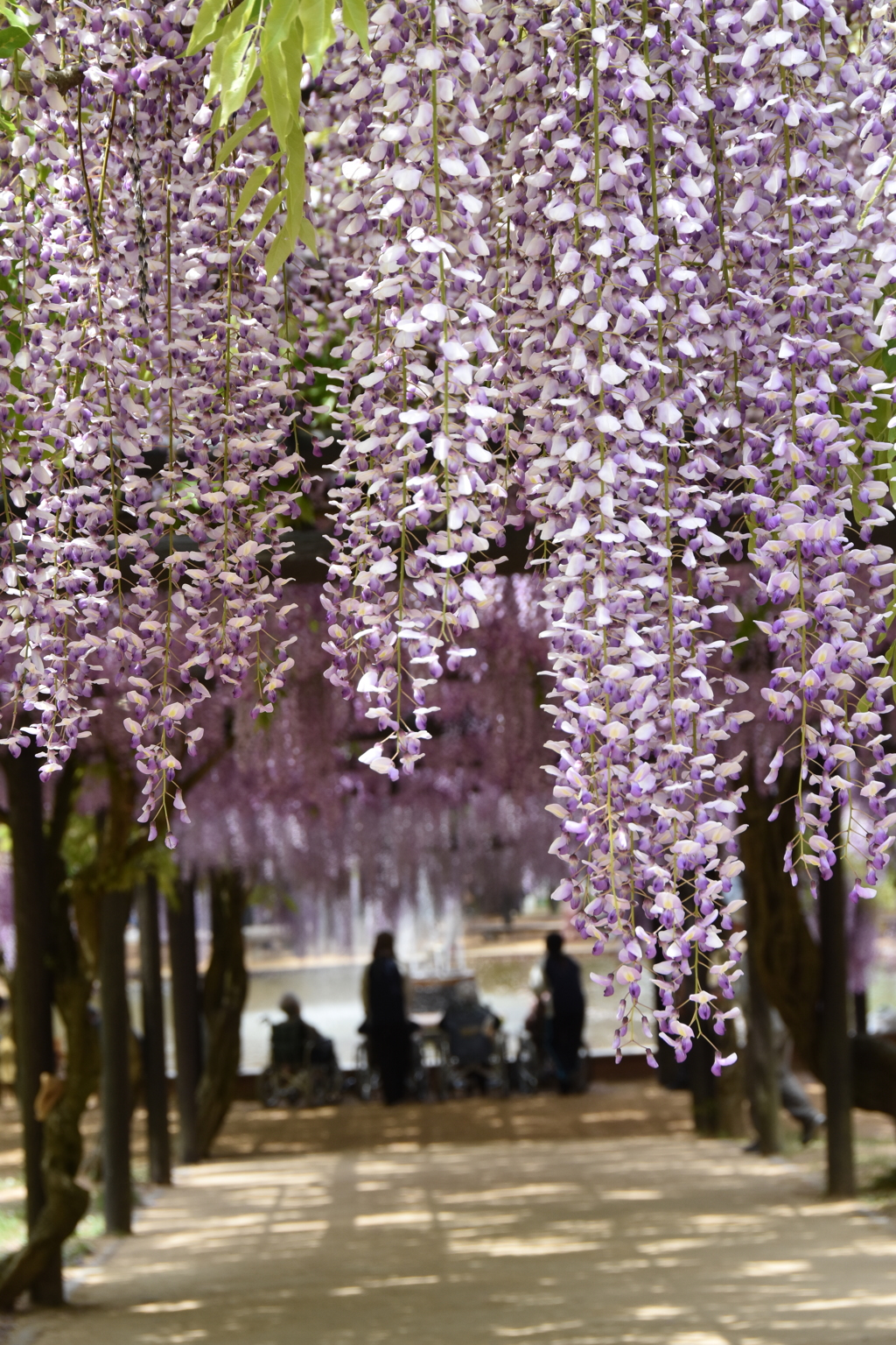 但馬國　朝来市大町藤公園　⑤